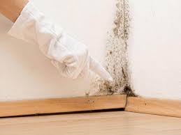 Best Water Damage & Mold Remediation  in Colchester, IL